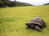乔纳森，一只塞舌尔巨龟(图片来源:盖蒂图片社)