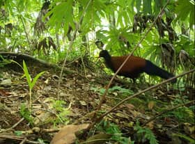 一种被认为在科学研究中消失了140年的鸟类在巴布亚新几内亚的弗格森被重新发现