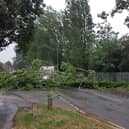 Luckily the tree landed on the road at a junction, instead of on houses
