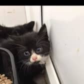 The warehouse kittens are doing well and will soon be ready for adoption