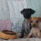 Puppies Double and Decker were left to die in a cardboard box at a bus stop in Milton Keynes
