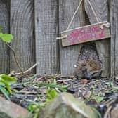 B&DWH - A hedgehog using a hedgehog tunnel